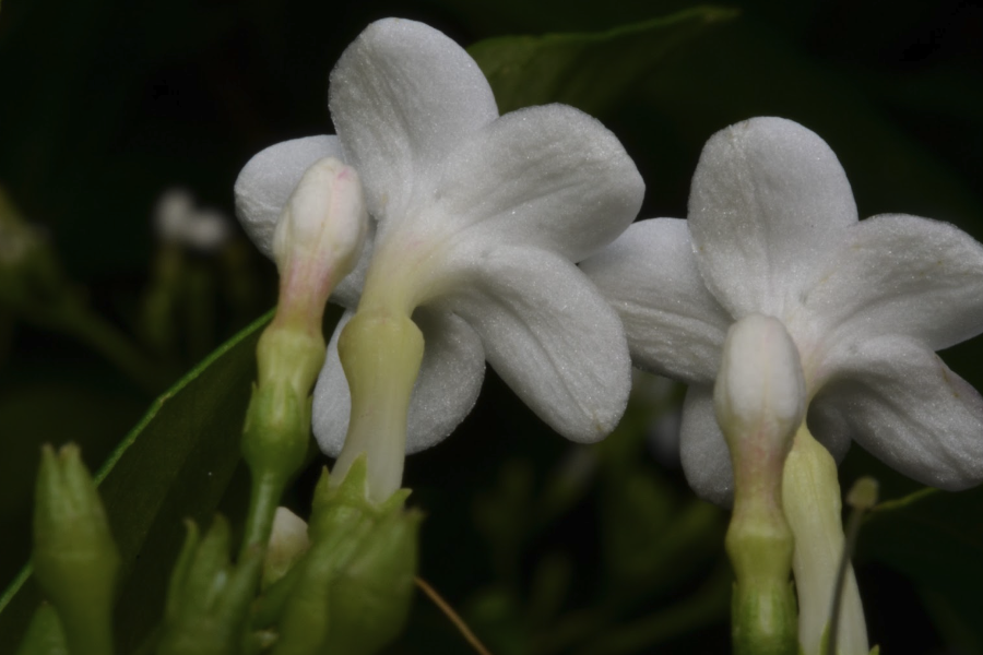 萝芙木怎么收集种子和进行处理？