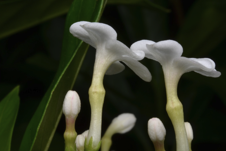 萝芙木怎么收集种子和进行处理？