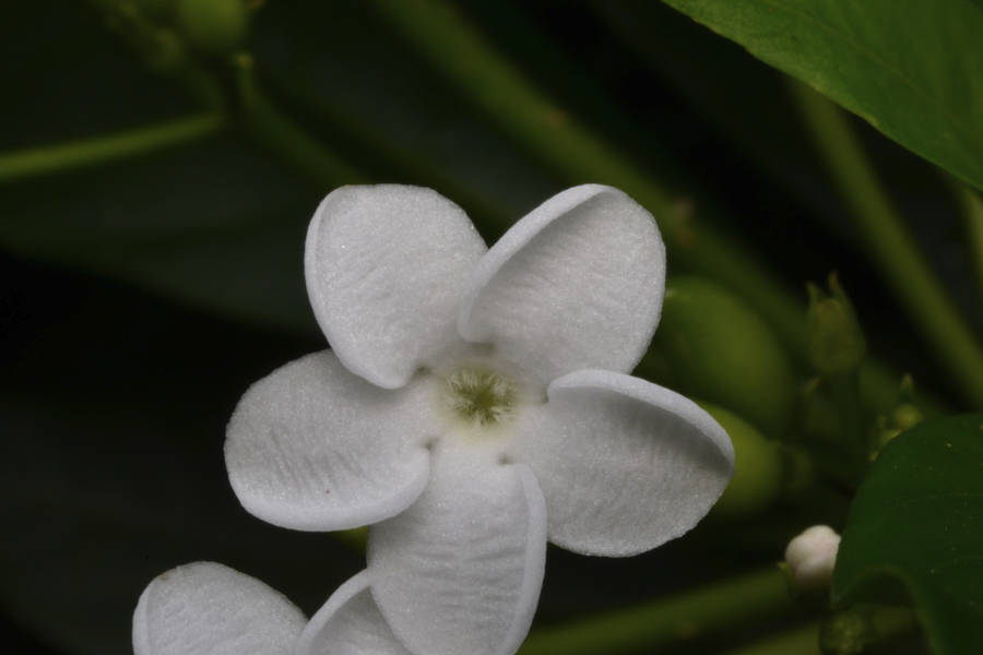 萝芙木怎么进行繁殖？