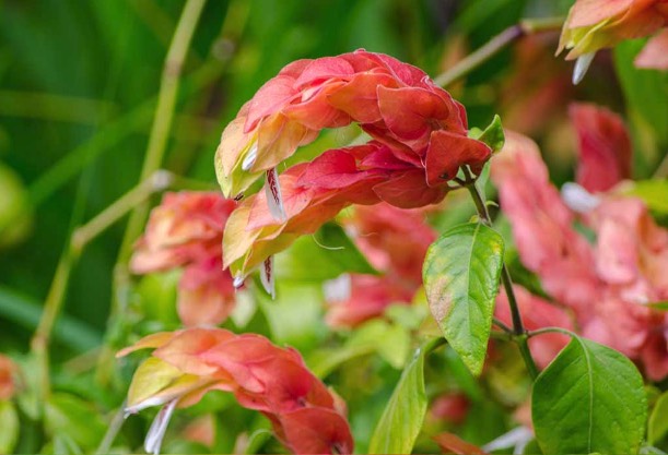 虾衣花是什么植物，有什么形态特点 ？