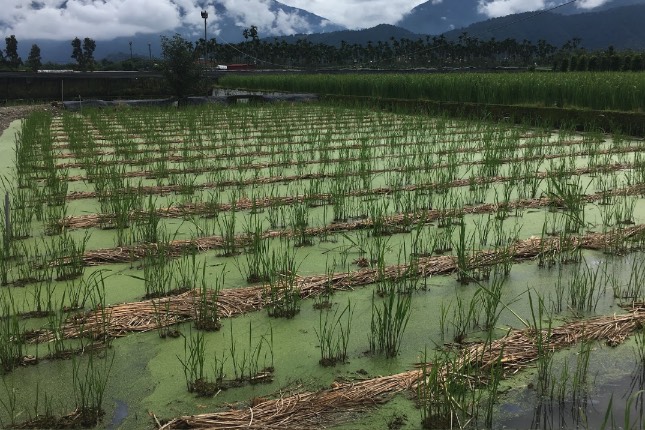 茭白田地可以养泥鳅吗 ？