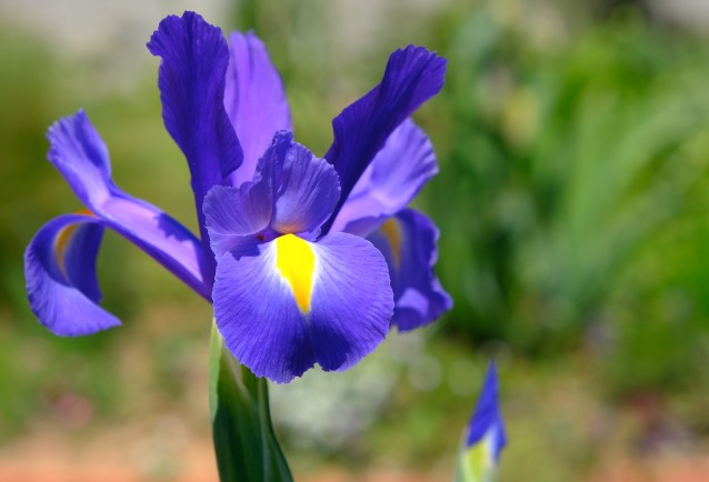 狗牙花的花朵和花瓣有什么美感 ？