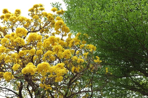 冬季怎么给黄花风铃木保温 ？