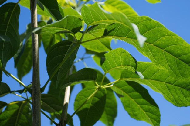 黄花风铃木的花朵和叶片有什么特点 ？