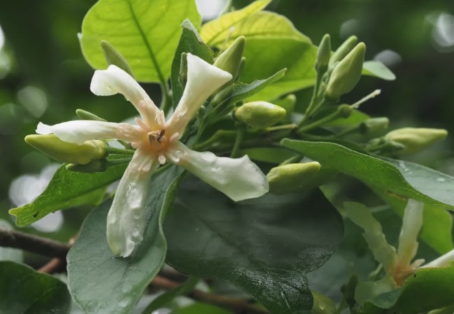 倒吊笔是什么植物，有什么形态特点 ？