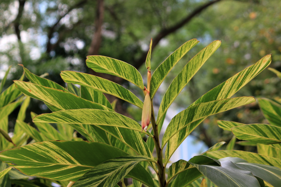 翅荚香槐是什么植物，有什么形态特点？