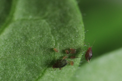 梨蚜是什么害虫，有什么习性？