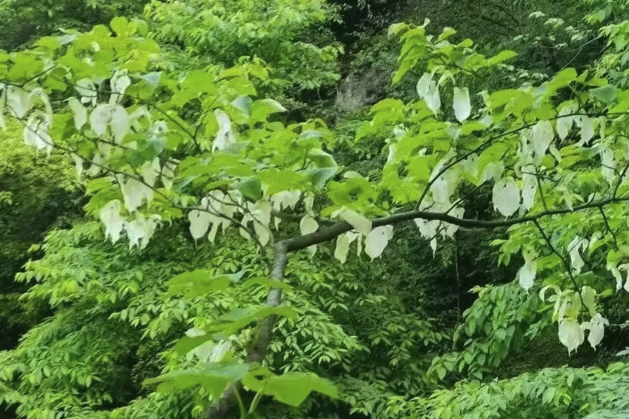 珙桐种子怎么培育和催芽？