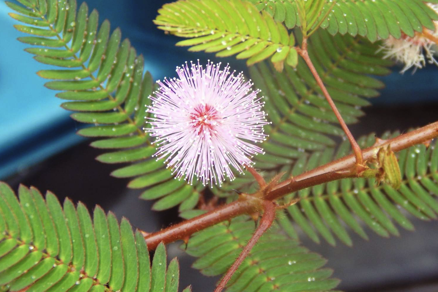 植物分类系统是从什么时候开始的？