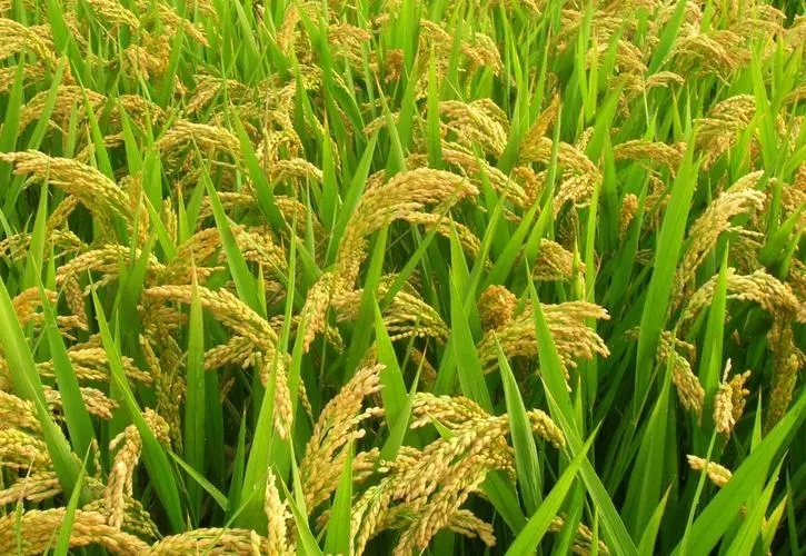 水稻二化螟，是什么药防效期长？
