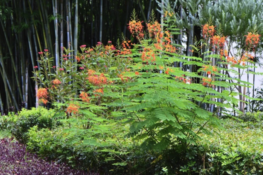 蓝花金凤花常见的病虫害有哪些？