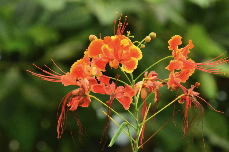 蓝花金凤花的种植方法介绍？