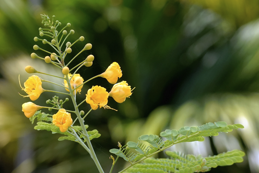 蓝花金凤花的种植方法介绍？