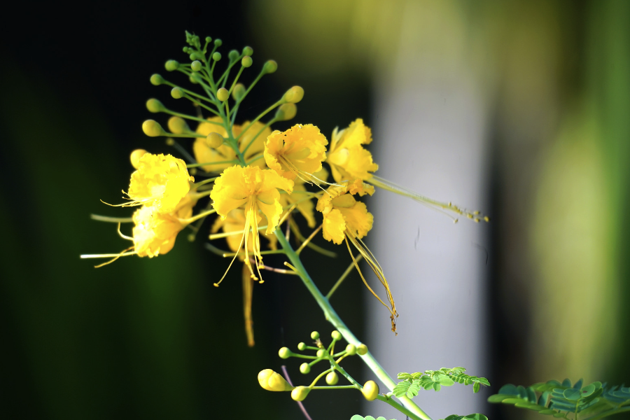 蓝花金凤花花朵有什么特点，花期在什么时候？