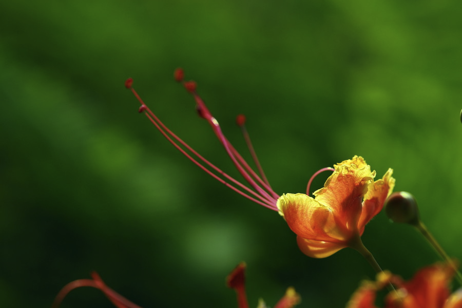 蓝花金凤花的生态习性是什么样的？