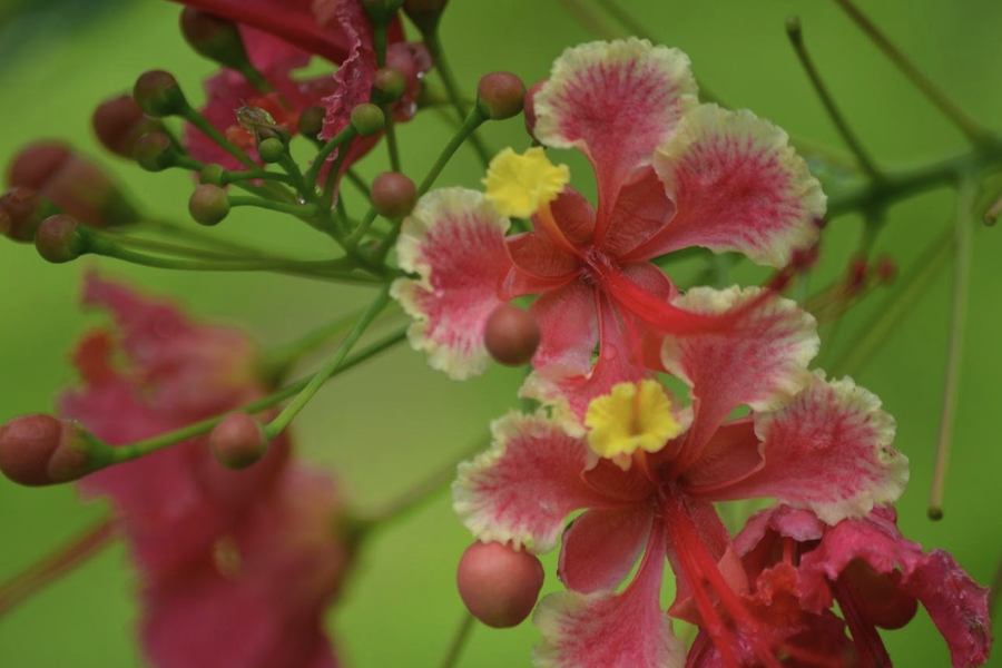 蓝花金凤花的生态习性是什么样的？