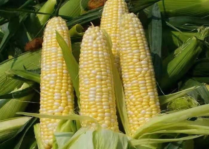 玉米发生金针虫的防治方法有哪些？