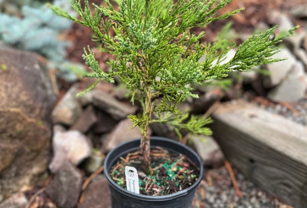 花旗松种植前需要做哪些准备 ？