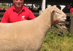 陶赛特羊集中养殖的生长周期多久？
