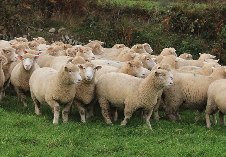 陶赛特羊需要注射哪些疫苗？
