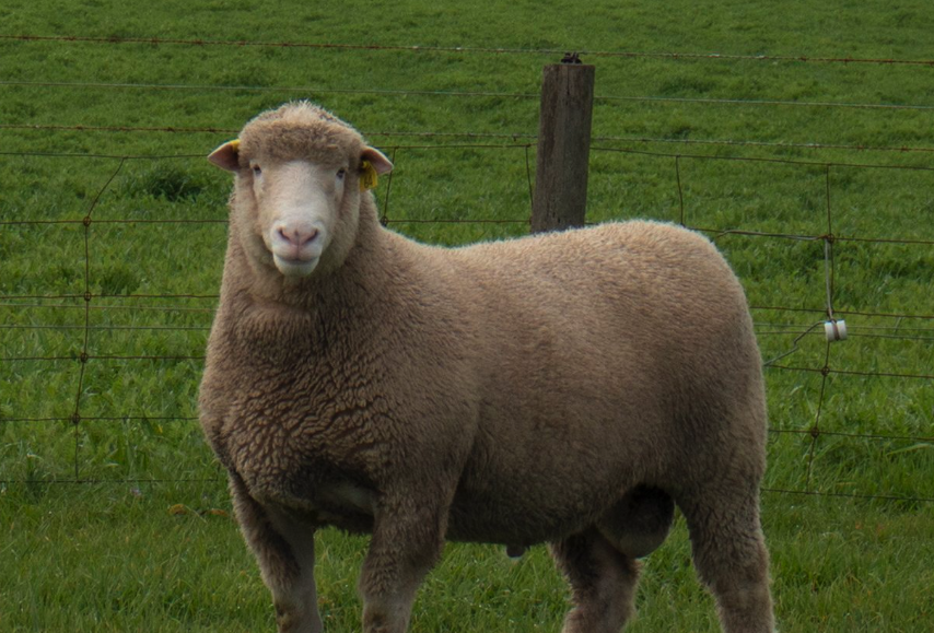 陶赛特羊可以适应寒冷气候吗？
