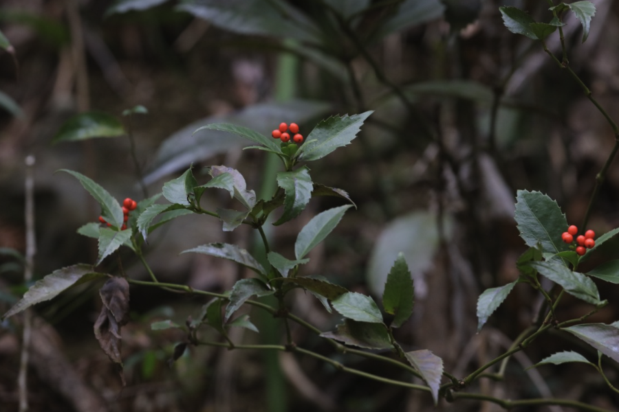 怎么给草珊瑚施肥？