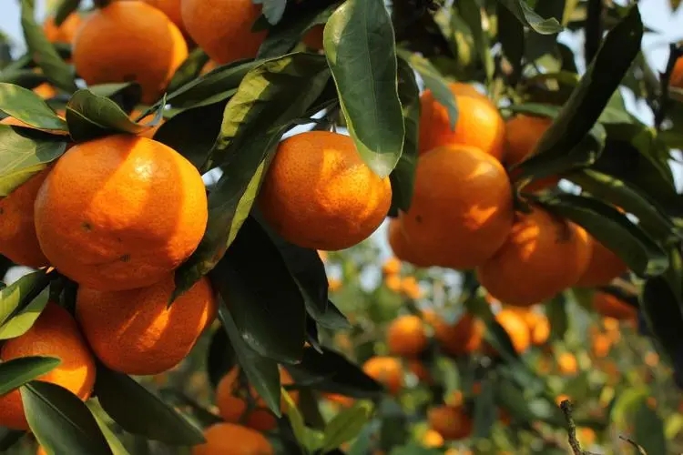 柑橘园应对寒冬措施中刷白的配制成份是什么？
