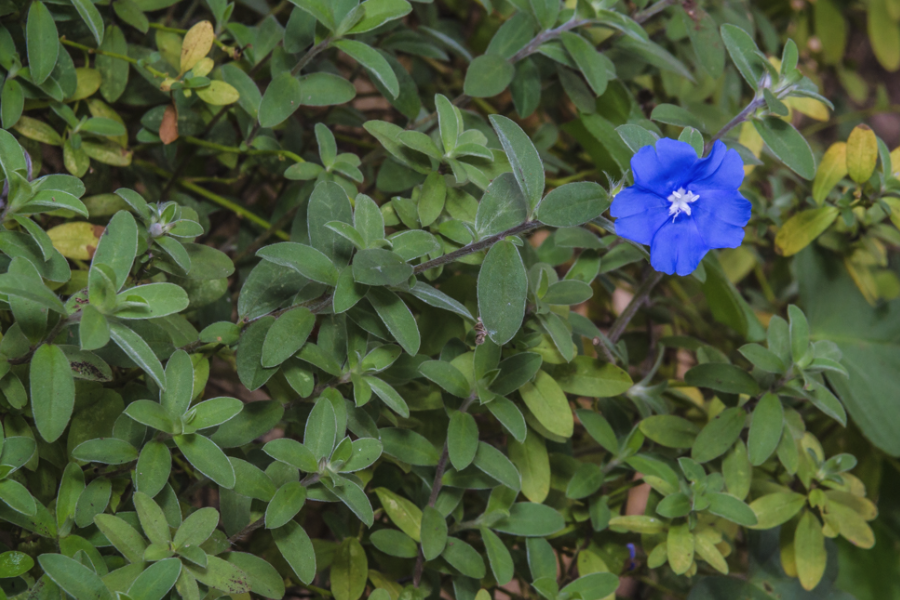 蓝星花的分株方法介绍?