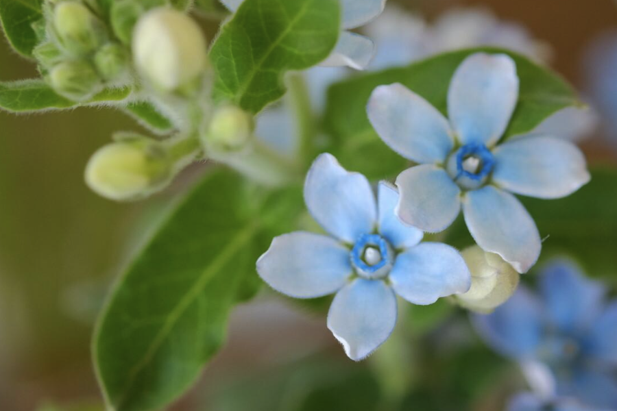 蓝星花怎么进行繁殖?