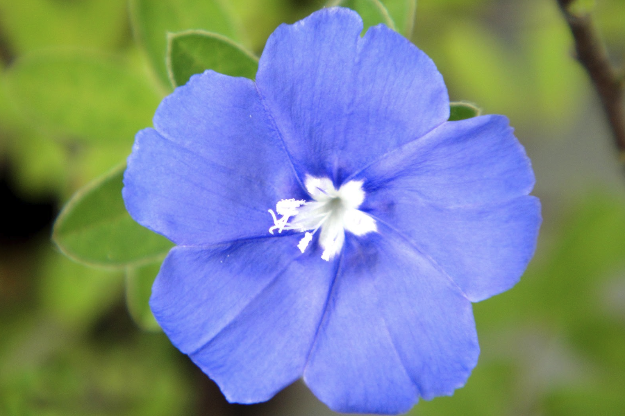 蓝星花怎么进行繁殖?