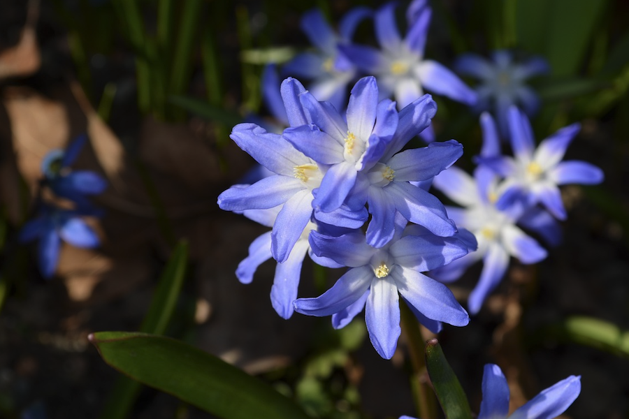 蓝星花是什么植物，有什么形态特点?