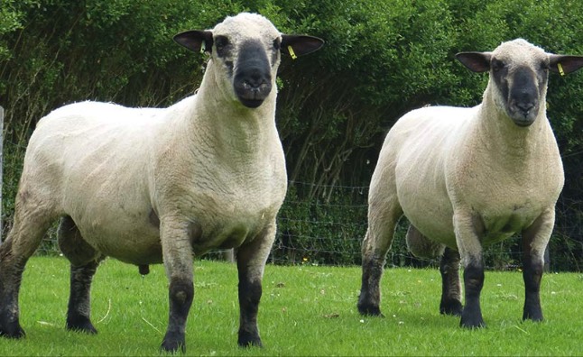 体型较大的肉羊有哪些品种 ？