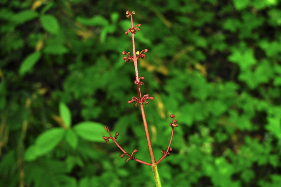 桃叶珊瑚是什么植物，有什么形态特点？