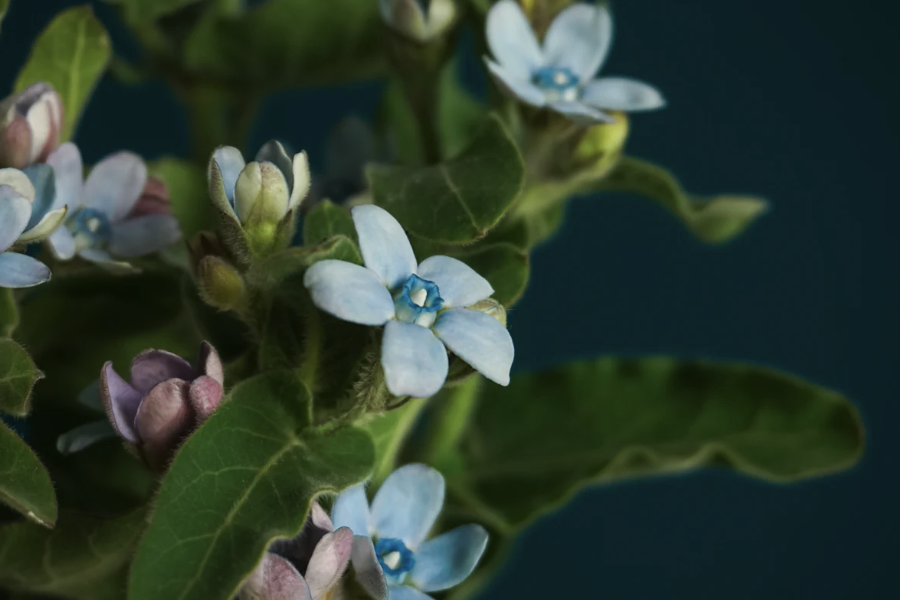 蓝星花的生育温度是多少？