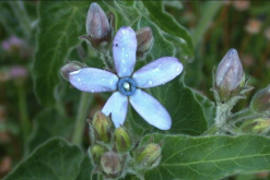 <strong>蓝星花用沙质土壤种植有什么好处？</strong>