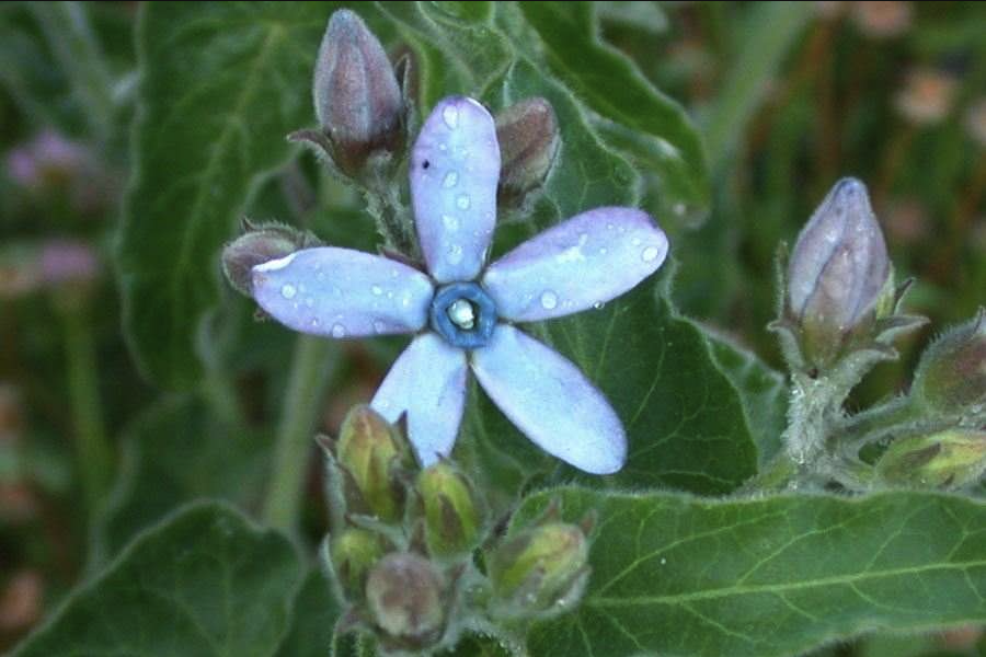 蓝星花用沙质土壤种植有什么好处？