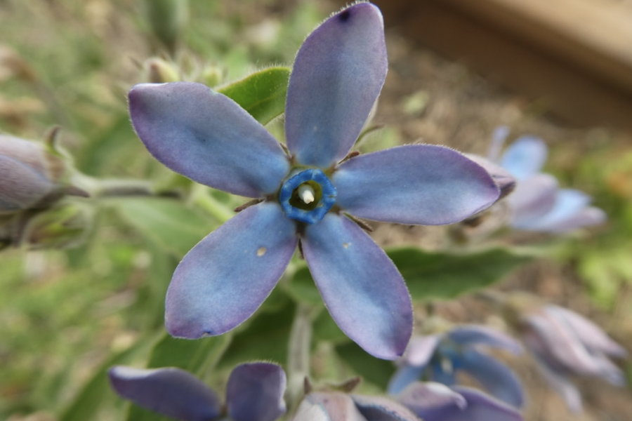 蓝星花用沙质土壤种植有什么好处？