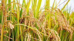 <strong>水稻的成长日记：从种子到丰收的奇妙旅程！</strong>