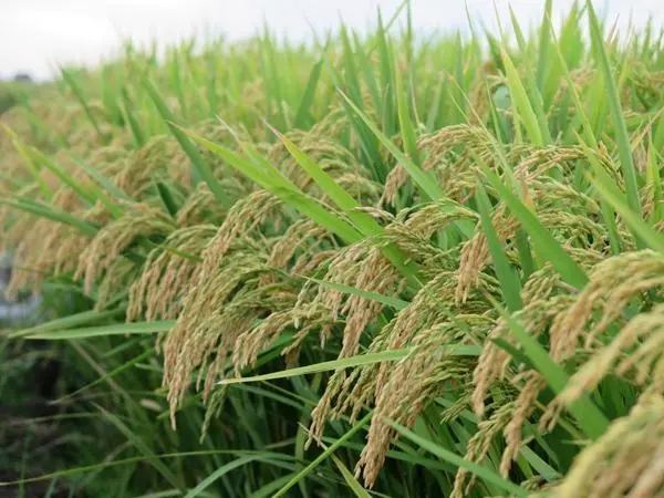 水稻的种植技巧大揭秘！