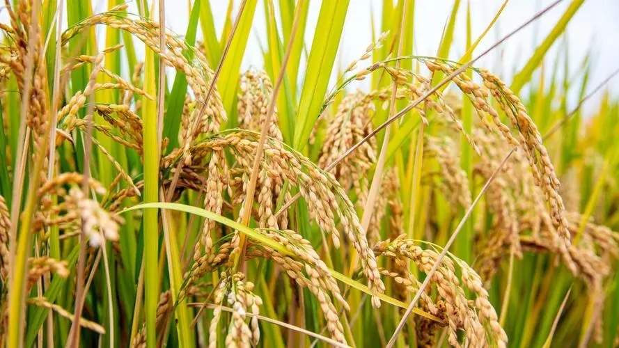 水稻：中华大地的粮食之源！