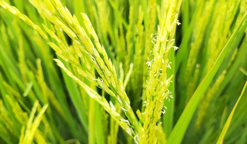 水稻的种植技巧大揭秘！