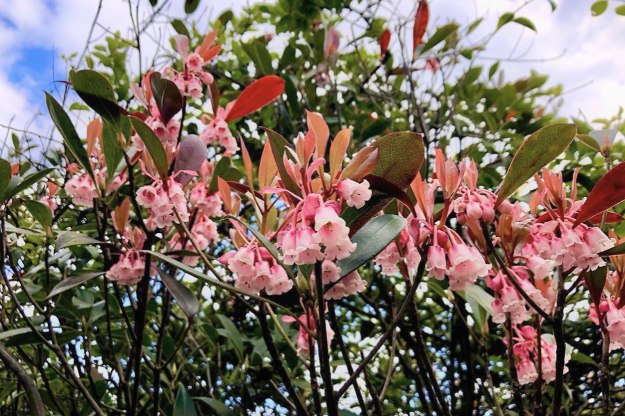 吊钟花的栽种方法和注意事项？