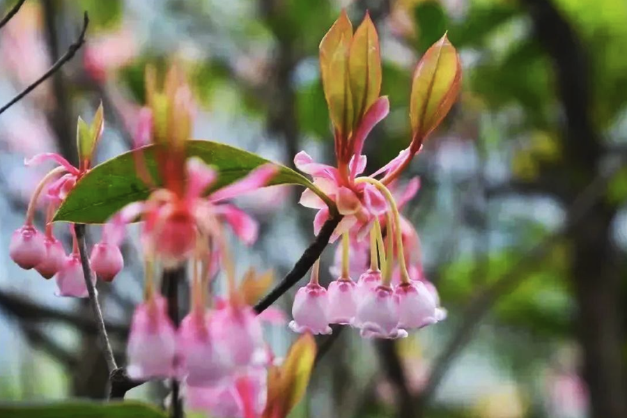 吊钟花的分株方法？