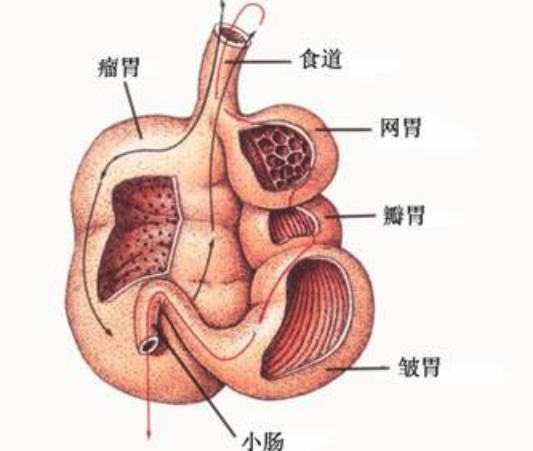 山羊有几个胃，都有什么功能 ？