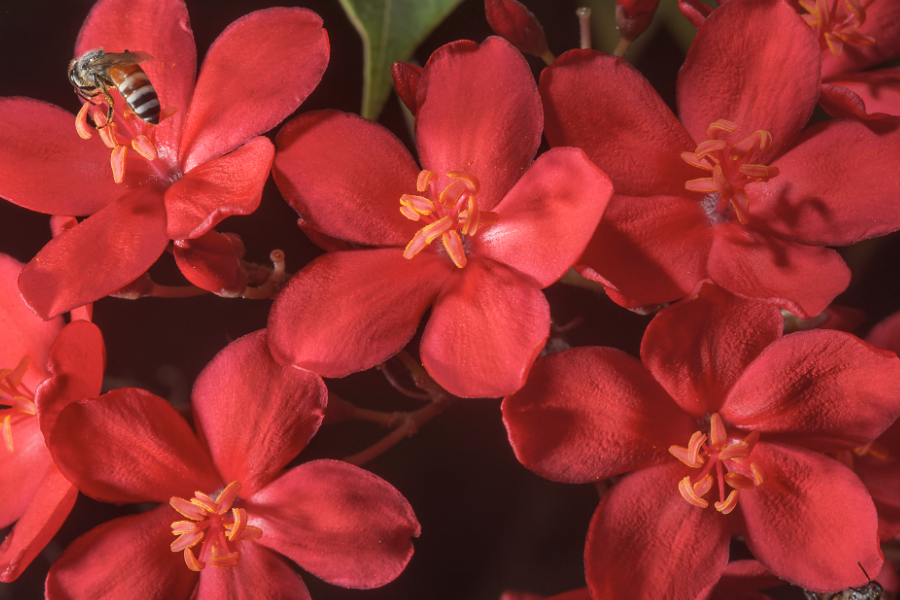 琴叶珊瑚的花季在什么时候，花朵有什么特点？