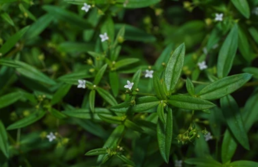 伞房花耳草出现霜霉病有什么症状？