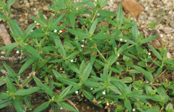 伞房花耳草容易感染什么病害 ？