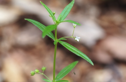 伞房花耳草怎么进行扦插 ？