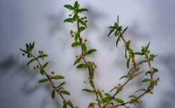 <strong>伞房花耳草对光照要求怎么样，夏季需要避开阳光吗 ？</strong>