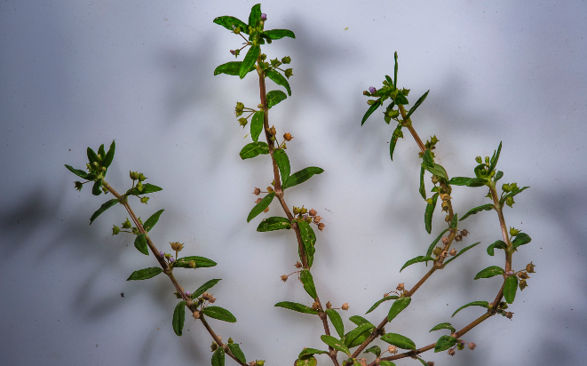 伞房花耳草对光照要求怎么样，夏季需要避开阳光吗 ？